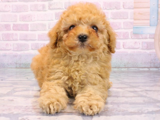 トイ・プードル