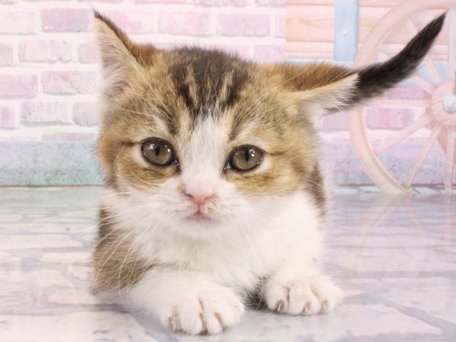 大阪府のブリティッシュショートヘアー (Coo&RIKU松原店/2026年1月1日生まれ/女の子/ブラウンティックドタビーホワイト)の子猫の1枚目の画像