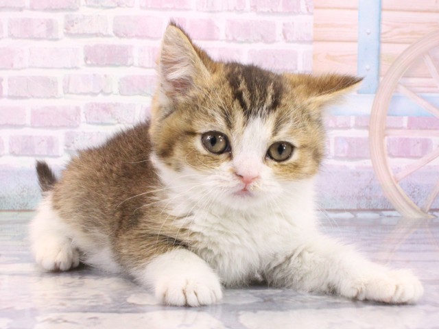 大阪府のブリティッシュショートヘアー (Coo&RIKU松原店/2026年1月1日生まれ/女の子/ブラウンティックドタビーホワイト)の子猫の2枚目の画像