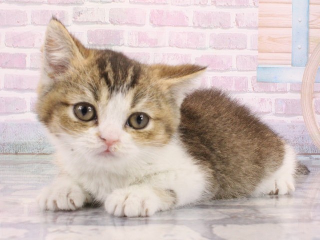 大阪府のブリティッシュショートヘアー (Coo&RIKU松原店/2026年1月1日生まれ/女の子/ブラウンティックドタビーホワイト)の子猫の3枚目の画像