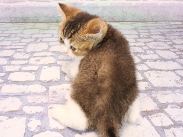 大阪府のブリティッシュショートヘアー (Coo&RIKU松原店/2026年1月1日生まれ/女の子/ブラウンティックドタビーホワイト)の子猫の4枚目の画像