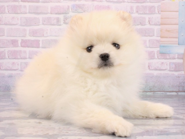 兵庫県のポメラニアン (Coo&RIKU神戸東灘店/2026年1月7日生まれ/女の子/クリーム)の子犬の2枚目の画像