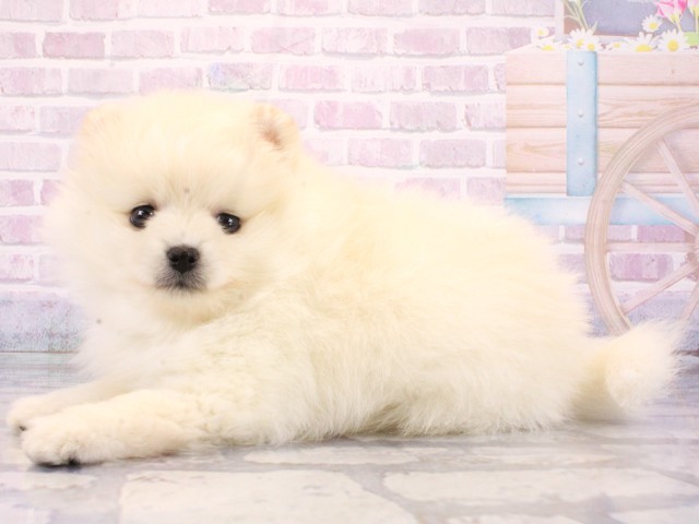 兵庫県のポメラニアン (Coo&RIKU神戸東灘店/2026年1月7日生まれ/女の子/クリーム)の子犬の3枚目の画像