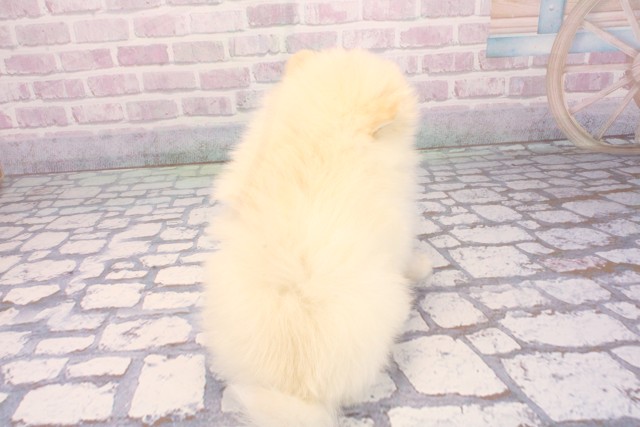 兵庫県のポメラニアン (Coo&RIKU神戸東灘店/2026年1月7日生まれ/女の子/クリーム)の子犬の4枚目の画像