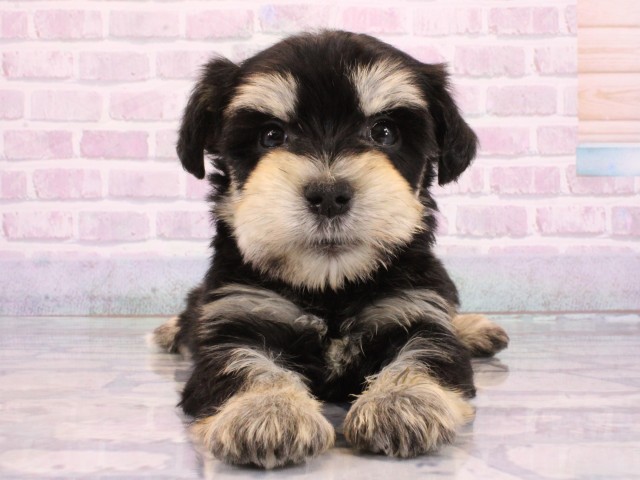 滋賀県のミニチュアシュナウザー (Coo&RIKU長浜店/2026年1月7日生まれ/女の子/ブラックシルバー)の子犬