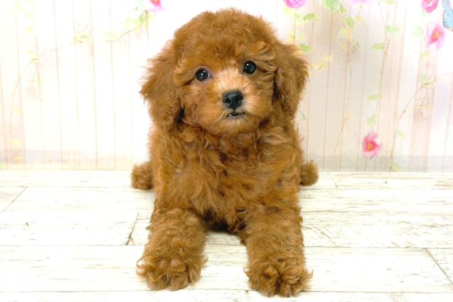 トイ・プードル