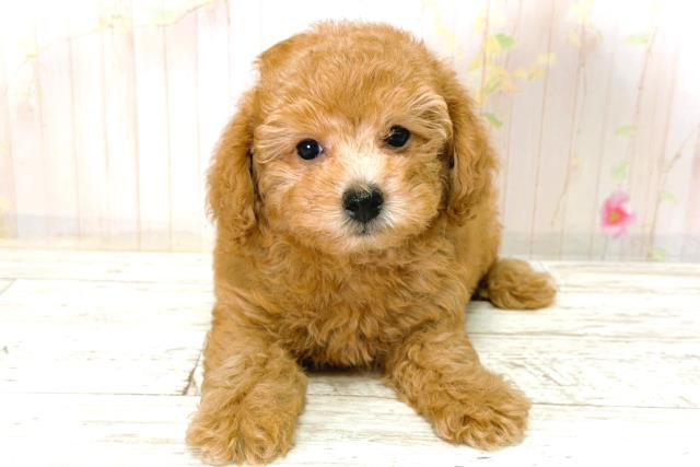 トイ・プードル