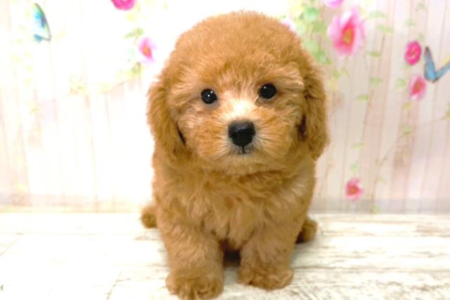 石川県のトイプードル(トイ) (Coo&RIKU金沢店/2026年1月5日生まれ/男の子/レッド)の子犬の1枚目の画像