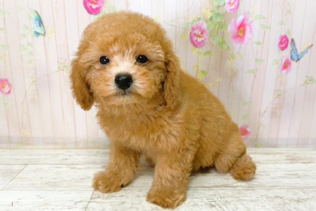 石川県のトイプードル(トイ) (Coo&RIKU金沢店/2026年1月5日生まれ/男の子/レッド)の子犬の2枚目の画像