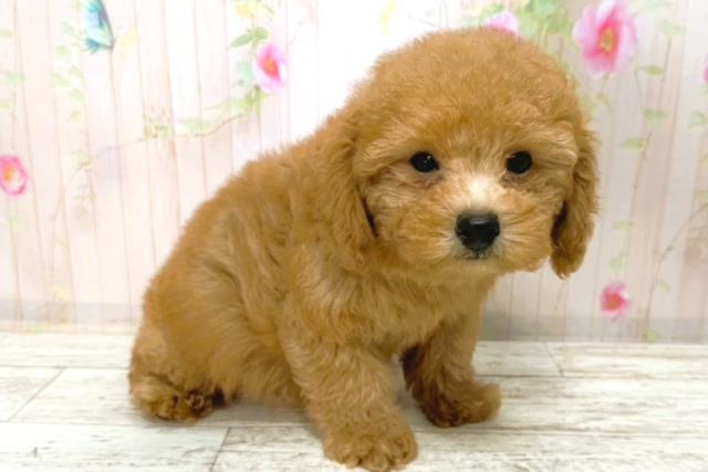 石川県のトイプードル(トイ) (Coo&RIKU金沢店/2026年1月5日生まれ/男の子/レッド)の子犬の3枚目の画像