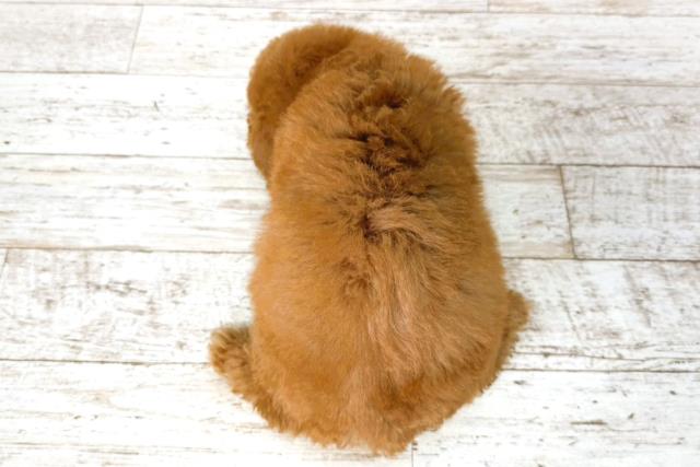 石川県のトイプードル(トイ) (Coo&RIKU金沢店/2026年1月5日生まれ/男の子/レッド)の子犬の4枚目の画像