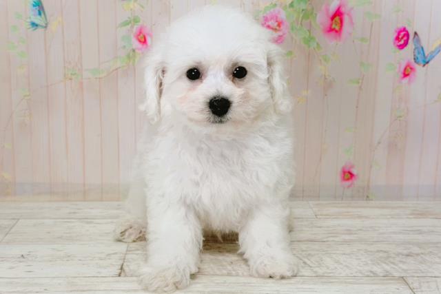 北海道のビションフリーゼ (Coo&RIKU札幌西店/2026年1月5日生まれ/男の子/ホワイト)の子犬