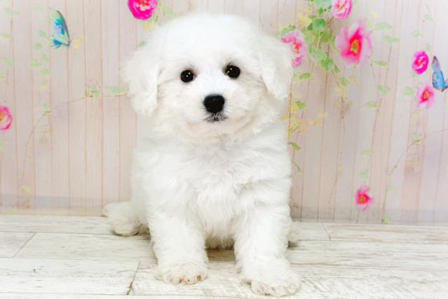 北海道のビションフリーゼ (Coo&RIKU函館店/2026年1月5日生まれ/男の子/ホワイト)の子犬