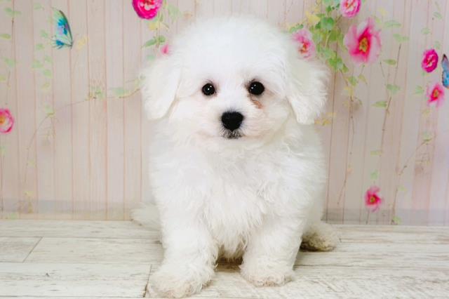 北海道のビションフリーゼ (Coo&RIKU苫小牧店/2026年1月5日生まれ/男の子/ホワイト)の子犬