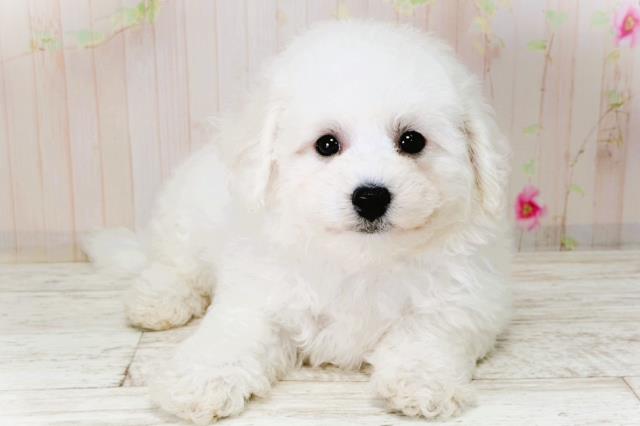 北海道のビションフリーゼ (Coo&RIKU帯広店/2026年1月5日生まれ/男の子/ホワイト)の子犬