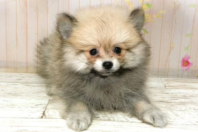 長野県のポメラニアン (Coo&RIKU綿半諏訪店/2026年1月8日生まれ/男の子/ウルフセーブル)の子犬の1枚目の画像