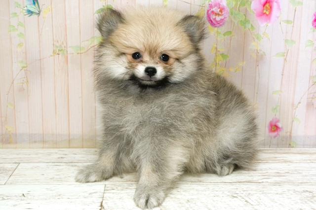 長野県のポメラニアン (Coo&RIKU綿半諏訪店/2026年1月8日生まれ/男の子/ウルフセーブル)の子犬の2枚目の画像