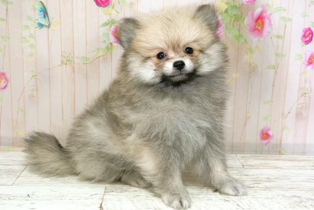 長野県のポメラニアン (Coo&RIKU綿半諏訪店/2026年1月8日生まれ/男の子/ウルフセーブル)の子犬の3枚目の画像