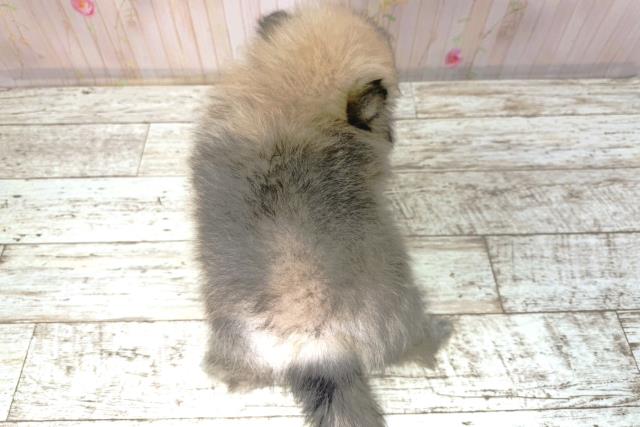 長野県のポメラニアン (Coo&RIKU綿半諏訪店/2026年1月8日生まれ/男の子/ウルフセーブル)の子犬の4枚目の画像