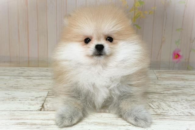 石川県のポメラニアン (Coo&RIKU金沢店/2026年1月8日生まれ/男の子/オレンジ)の子犬