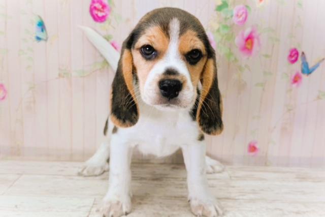 北海道のビーグル (Coo&RIKU札幌東店/2026年1月6日生まれ/男の子/ブラックタンホワイト)の子犬