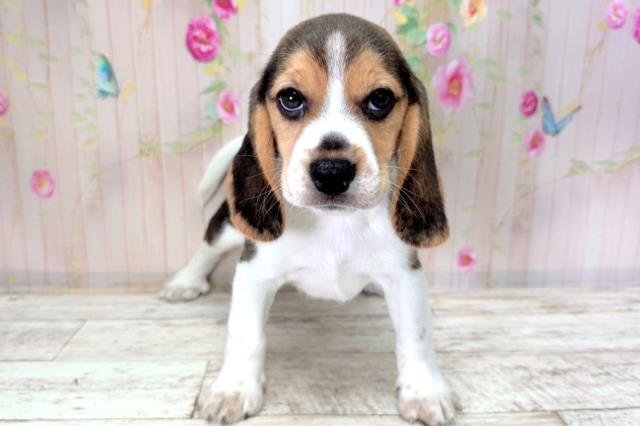 北海道のビーグル (Coo&RIKU札幌西店/2026年1月6日生まれ/男の子/ブラックタンホワイト)の子犬