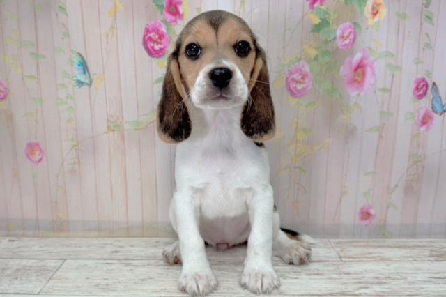 富山県のビーグル (Coo&RIKU富山店/2026年1月6日生まれ/女の子/ブラックタンホワイト)の子犬の1枚目の画像