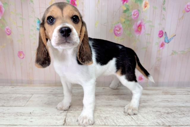 富山県のビーグル (Coo&RIKU富山店/2026年1月6日生まれ/女の子/ブラックタンホワイト)の子犬の2枚目の画像