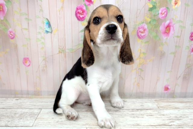 富山県のビーグル (Coo&RIKU富山店/2026年1月6日生まれ/女の子/ブラックタンホワイト)の子犬の3枚目の画像