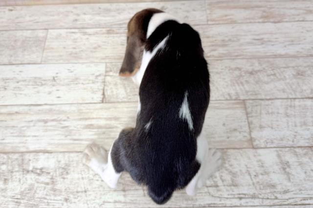 富山県のビーグル (Coo&RIKU富山店/2026年1月6日生まれ/女の子/ブラックタンホワイト)の子犬の4枚目の画像