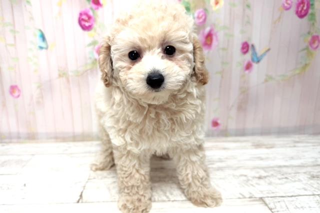 トイ・プードル