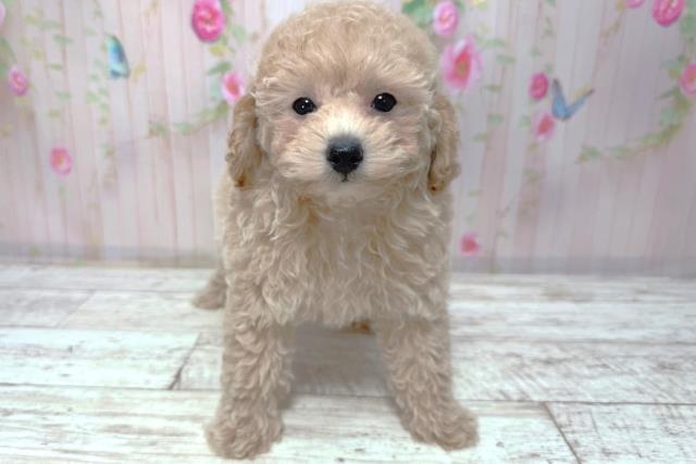 長野県のトイプードル(トイ) (Coo&RIKU綿半諏訪店/2026年1月10日生まれ/女の子/クリーム)の子犬の1枚目の画像