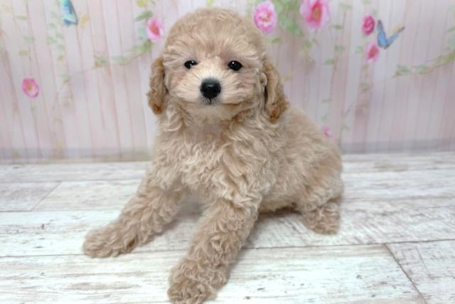 長野県のトイプードル(トイ) (Coo&RIKU綿半諏訪店/2026年1月10日生まれ/女の子/クリーム)の子犬の2枚目の画像