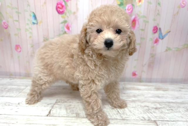 長野県のトイプードル(トイ) (Coo&RIKU綿半諏訪店/2026年1月10日生まれ/女の子/クリーム)の子犬の3枚目の画像