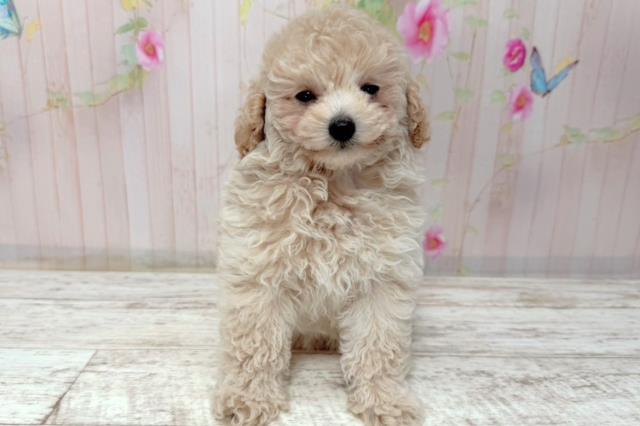 トイ・プードル