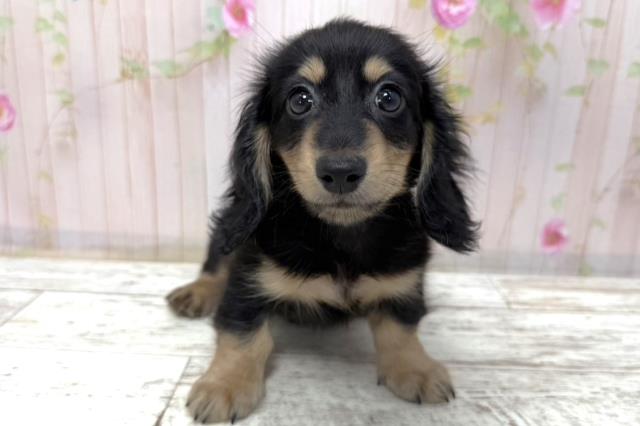 長野県のミニチュアダックスフンド(ロング) (Coo&RIKUコメリパワー長野東部店/2026年1月10日生まれ/男の子/ブラックタン)の子犬の1枚目の画像