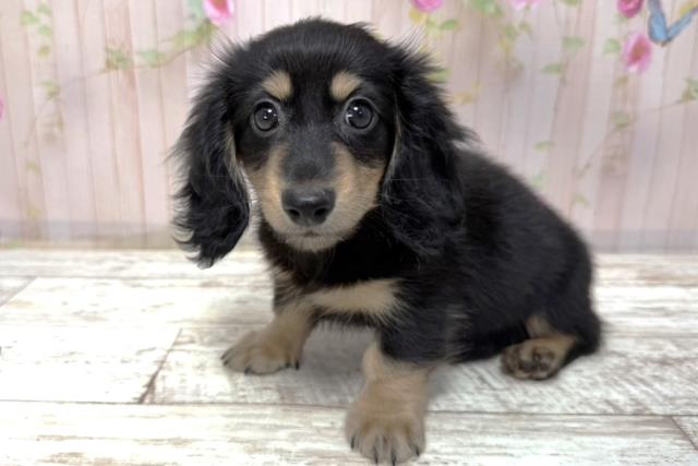 長野県のミニチュアダックスフンド(ロング) (Coo&RIKUコメリパワー長野東部店/2026年1月10日生まれ/男の子/ブラックタン)の子犬の2枚目の画像