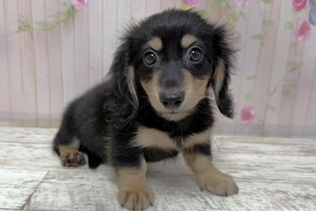 長野県のミニチュアダックスフンド(ロング) (Coo&RIKUコメリパワー長野東部店/2026年1月10日生まれ/男の子/ブラックタン)の子犬の3枚目の画像