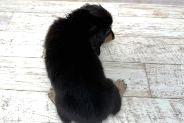 長野県のミニチュアダックスフンド(ロング) (Coo&RIKUコメリパワー長野東部店/2026年1月10日生まれ/男の子/ブラックタン)の子犬の4枚目の画像