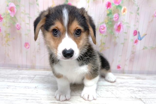 ウェルシュ・コーギー・ペンブローク