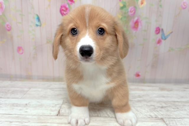 富山県のウェルシュコーギーペンブローク (Coo&RIKU富山店/2026年1月7日生まれ/男の子/レッドホワイト)の子犬の1枚目の画像