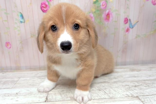 富山県のウェルシュコーギーペンブローク (Coo&RIKU富山店/2026年1月7日生まれ/男の子/レッドホワイト)の子犬の2枚目の画像