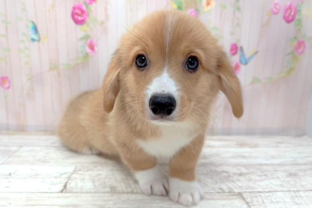 富山県のウェルシュコーギーペンブローク (Coo&RIKU富山店/2026年1月7日生まれ/男の子/レッドホワイト)の子犬の3枚目の画像