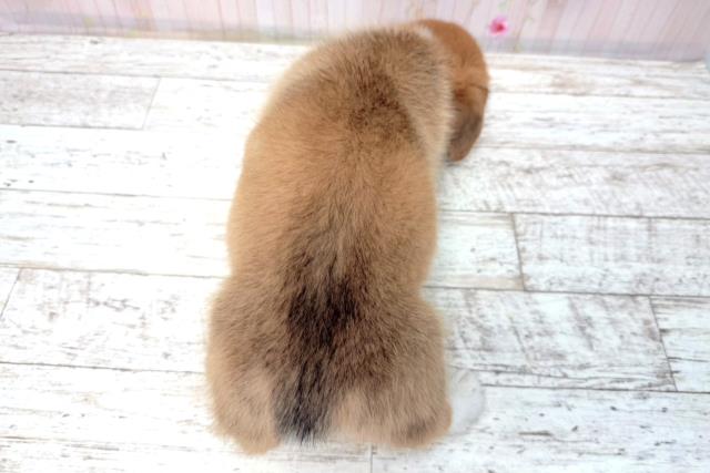 富山県のウェルシュコーギーペンブローク (Coo&RIKU富山店/2026年1月7日生まれ/男の子/レッドホワイト)の子犬の4枚目の画像