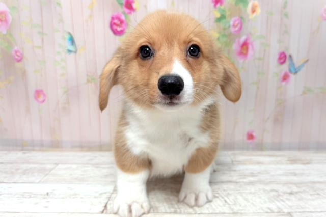 ウェルシュ・コーギー・ペンブローク