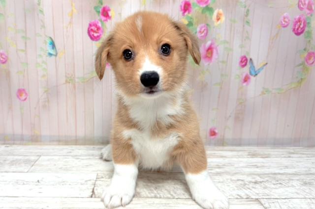 北海道のウェルシュコーギーペンブローク (Coo&RIKU札幌東店/2026年1月7日生まれ/男の子/レッドホワイト)の子犬