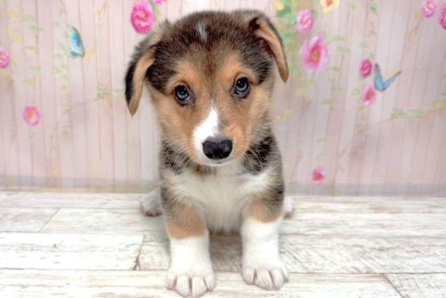 北海道のウェルシュコーギーペンブローク (Coo&RIKU札幌西店/2026年1月7日生まれ/男の子/ブラックタンホワイト)の子犬