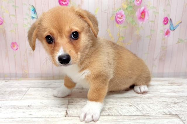 石川県のウェルシュコーギーペンブローク (Coo&RIKUイオン野々市南店/2026年1月7日生まれ/女の子/レッドホワイト)の子犬の2枚目の画像