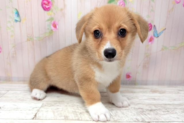 石川県のウェルシュコーギーペンブローク (Coo&RIKUイオン野々市南店/2026年1月7日生まれ/女の子/レッドホワイト)の子犬の3枚目の画像