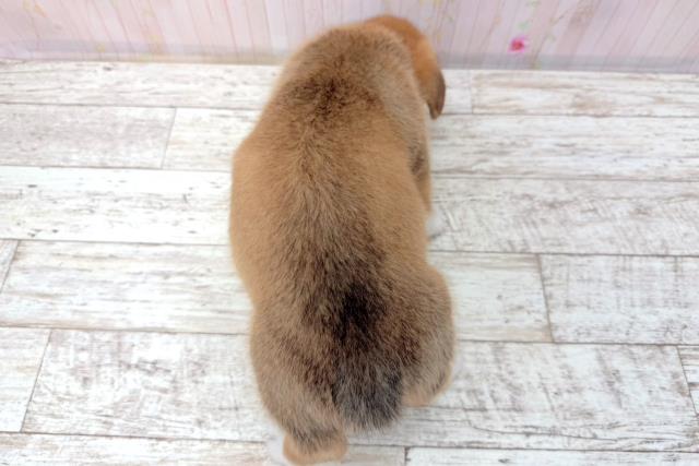 石川県のウェルシュコーギーペンブローク (Coo&RIKUイオン野々市南店/2026年1月7日生まれ/女の子/レッドホワイト)の子犬の4枚目の画像